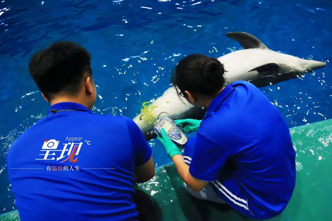 呈现|从海军战士到“海豚恋人”,人鱼相眷,恰似你的温柔……