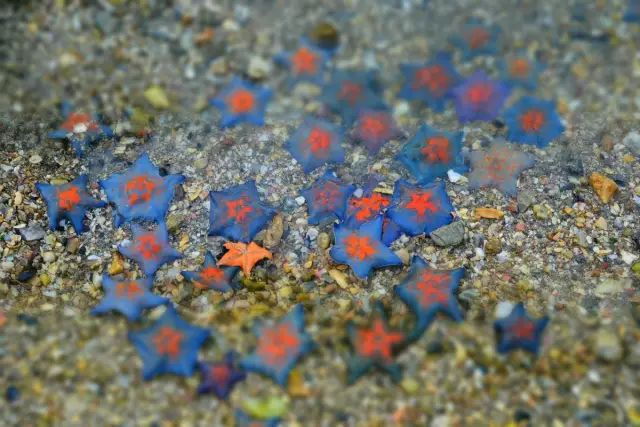 大连开海后的海鲜,开海了吃海鲜去哪个码头最便宜