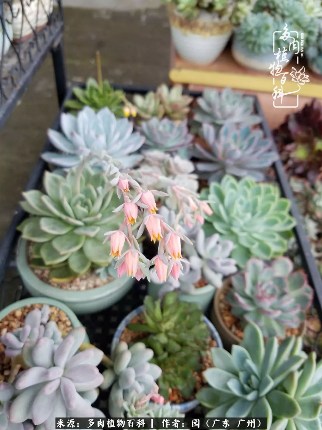 多肉粉色仙人球开花图片,开花最好看的多肉仙人球