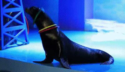 萌萌哒动物大联欢,萌萌哒海狮表演