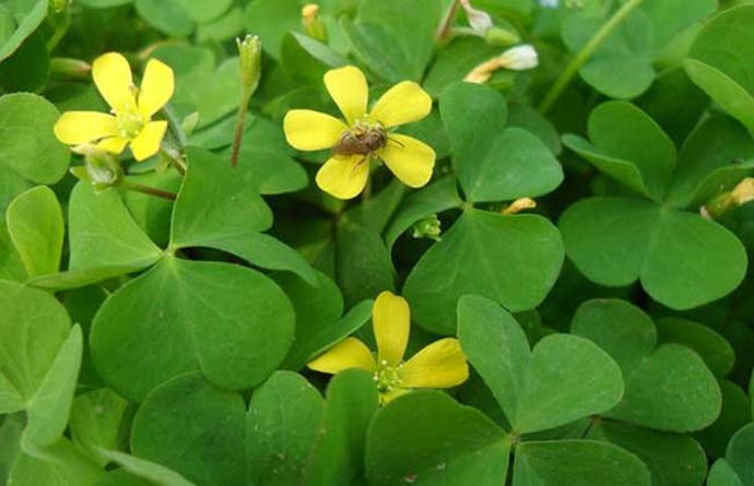 科普植物类的文章,常绿地被植物推荐