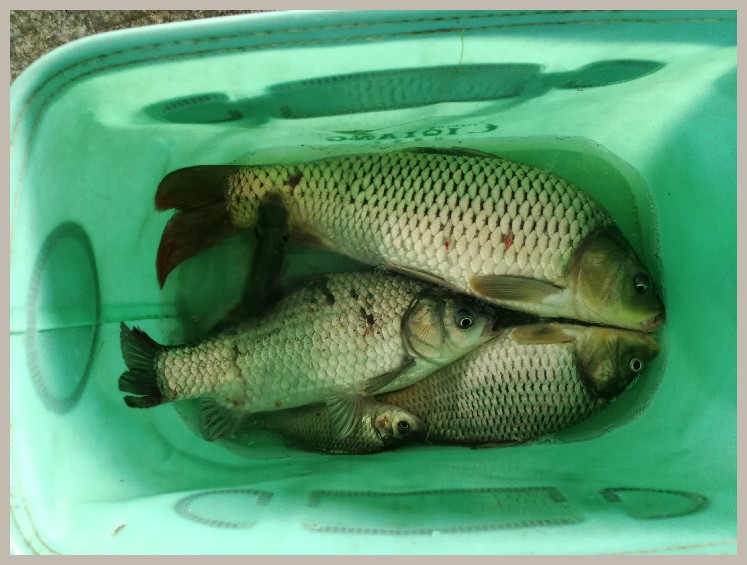 结伴同行首钓新城市高温也丰收