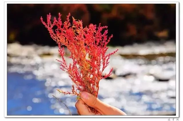 达里湖红海滩在哪里,达里湖冬捕