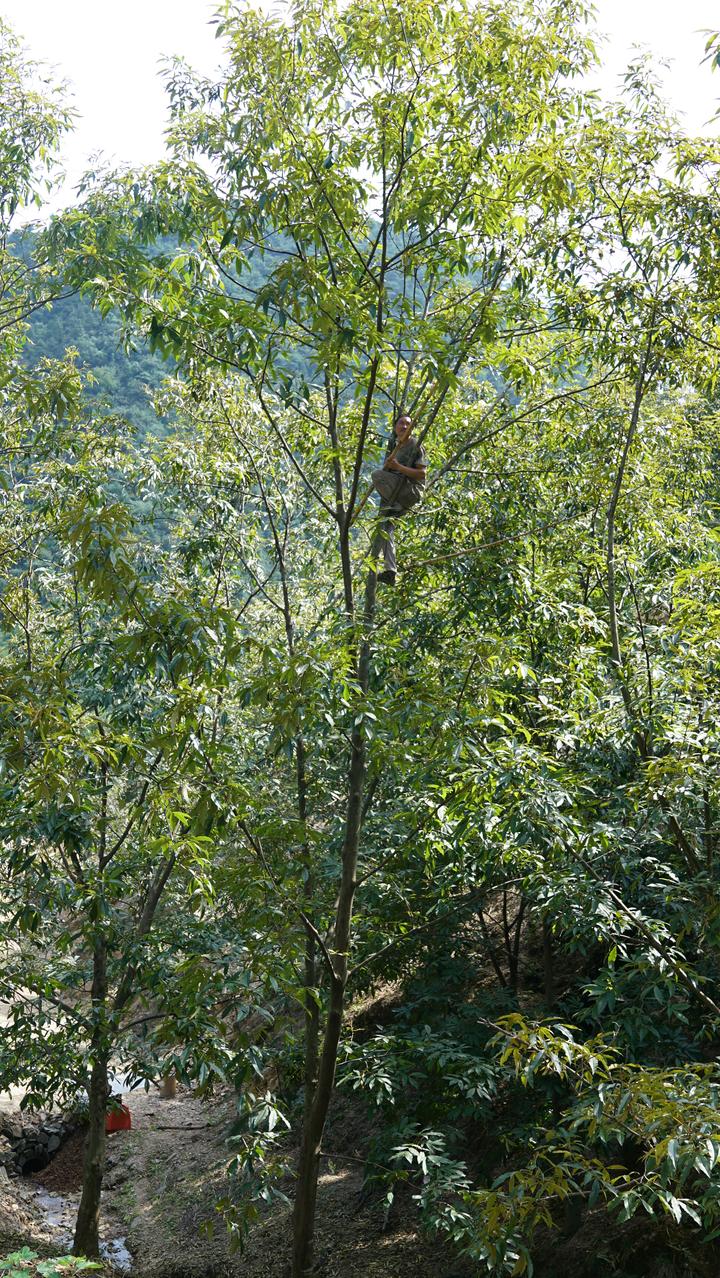 临安山核桃开杆,临安山核桃最新消息