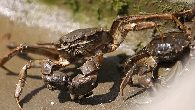 阳澄湖大闸蟹流黄,阳澄湖大闸蟹几月份吃最好吃