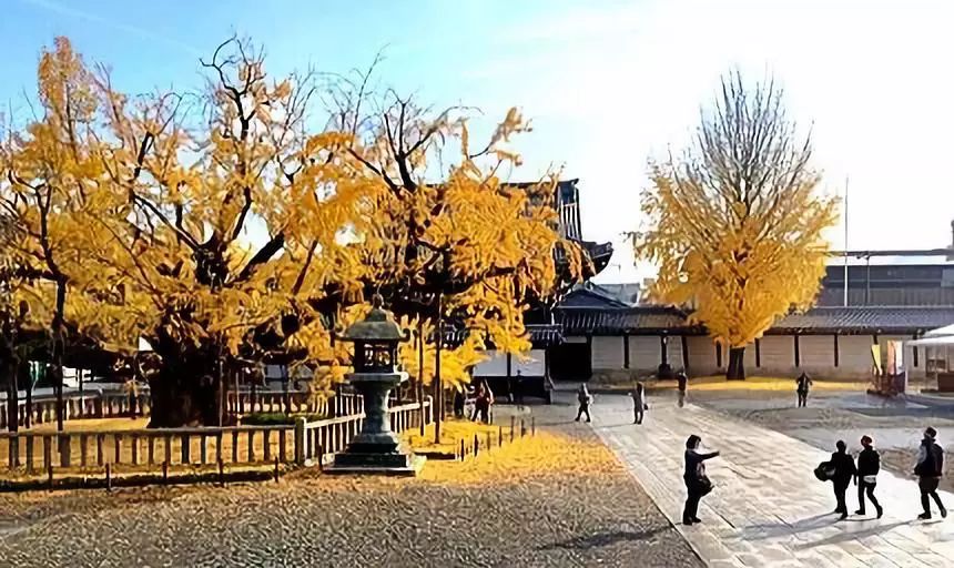 日本银杏叶保存,2019日本赏银杏