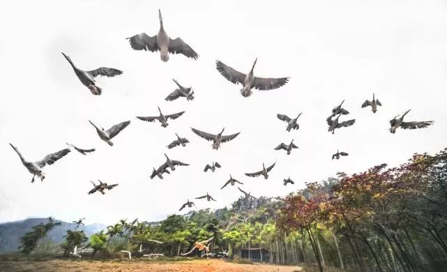 肇庆鼎湖重阳登高,中秋肇庆去哪玩
