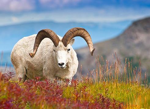 猴鸡狗猪十二生肖顺序,鸡虎牛狗猪猴生肖