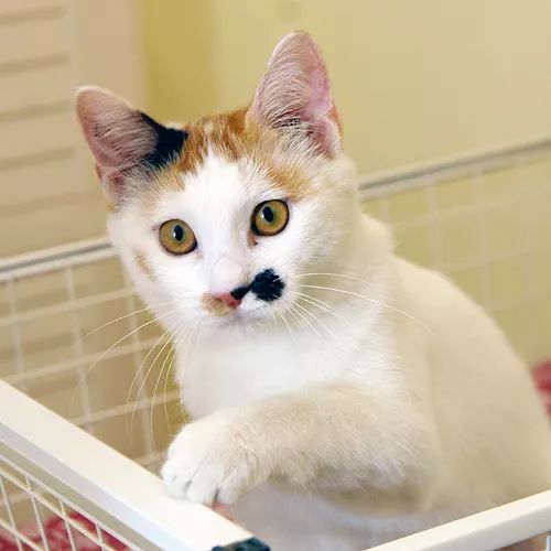 领养猫咪哪一种年龄最合适,领养一只小猫咪的十个理由