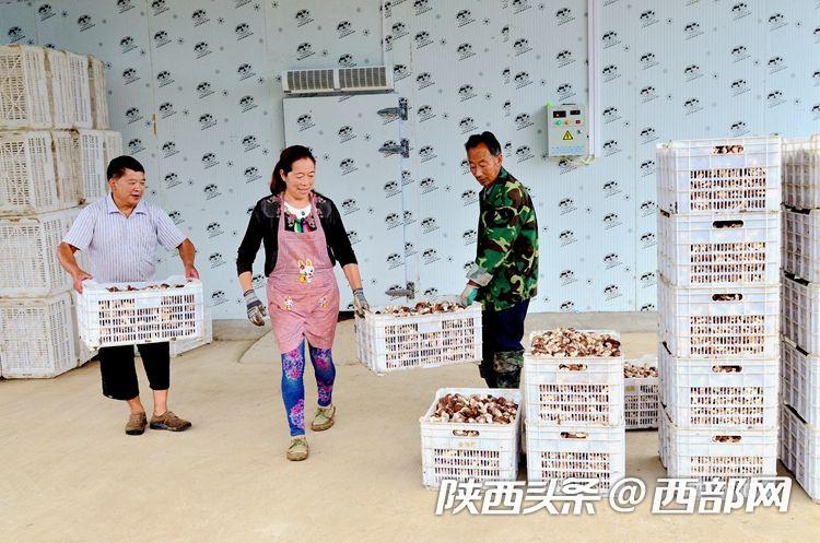 家庭农场增收致富,开办家庭农场带领农民增收致富