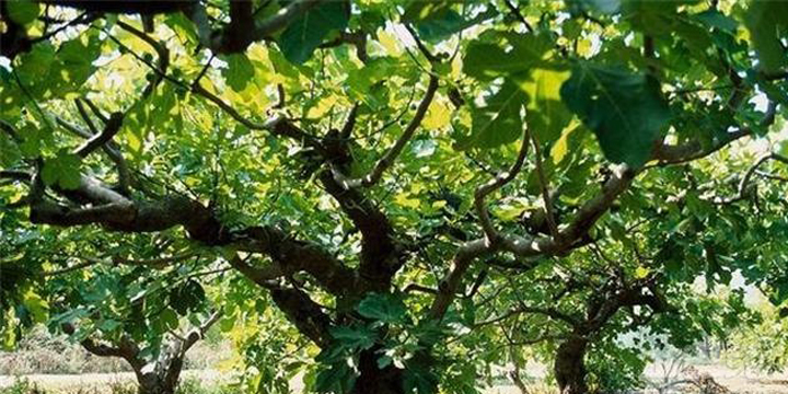 无花果树是阴树吗,无花果树容易结果吗