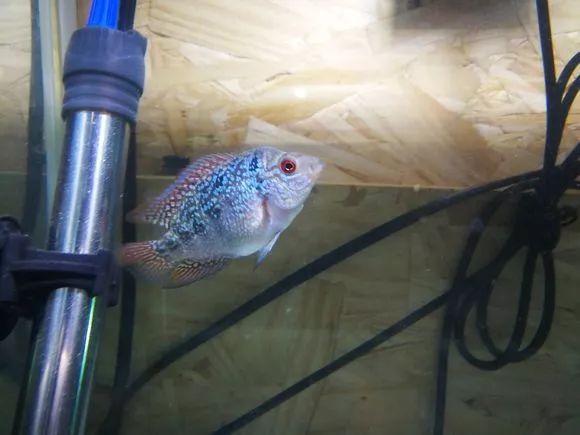 朋友送的三条罗汉,第一天就被泵抽没了一只.......