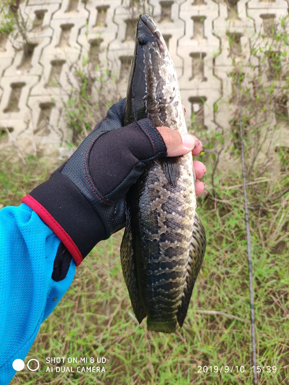 鼓轮经常爆线是什么原因,鼓轮爆线怎么办