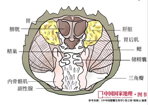 大闸蟹为什么这么好吃,大闸蟹公好还是母好吃
