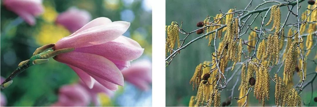 识别树木的最快方法,真假树木鉴别方法