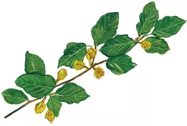 识别树木的最快方法,真假树木鉴别方法