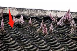 预防登革热时刻在行动,科普清理小积水防控登革热