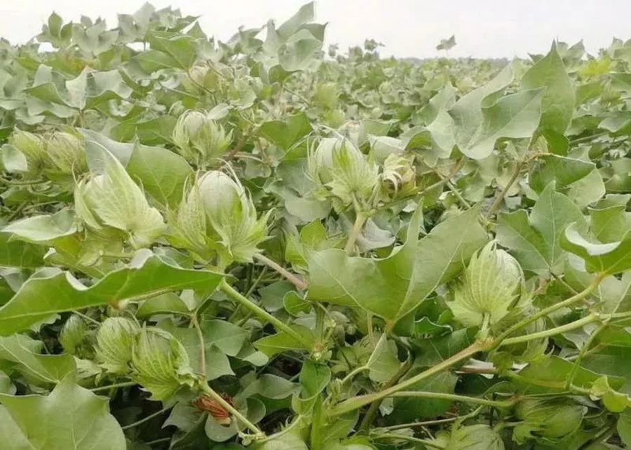 硫酸钾和氯化钾有什么区别,化肥氯化钾与硫酸钾的区别是什么