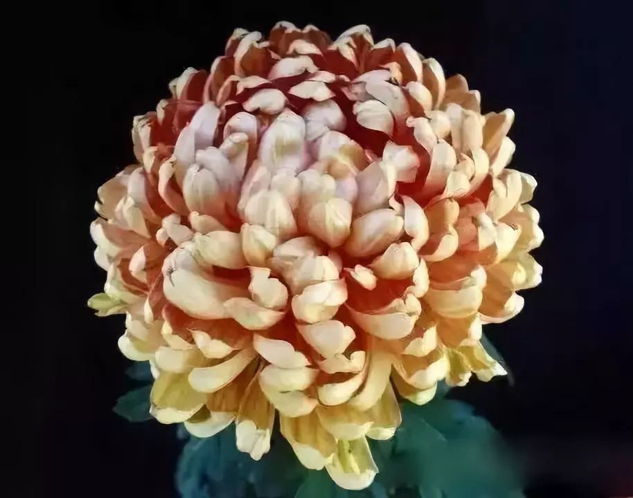 世界最美菊花图整整80种太珍贵了,世界上最美的菊花叫什么名字