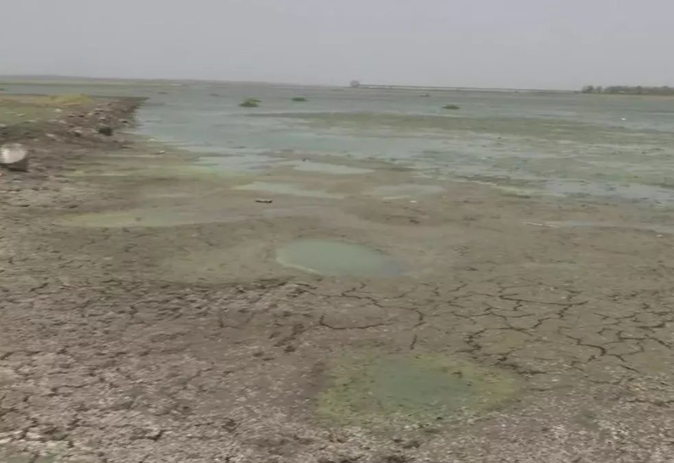 印度人为了求雨给青蛙办婚礼 (印度青蛙办婚礼求雨)