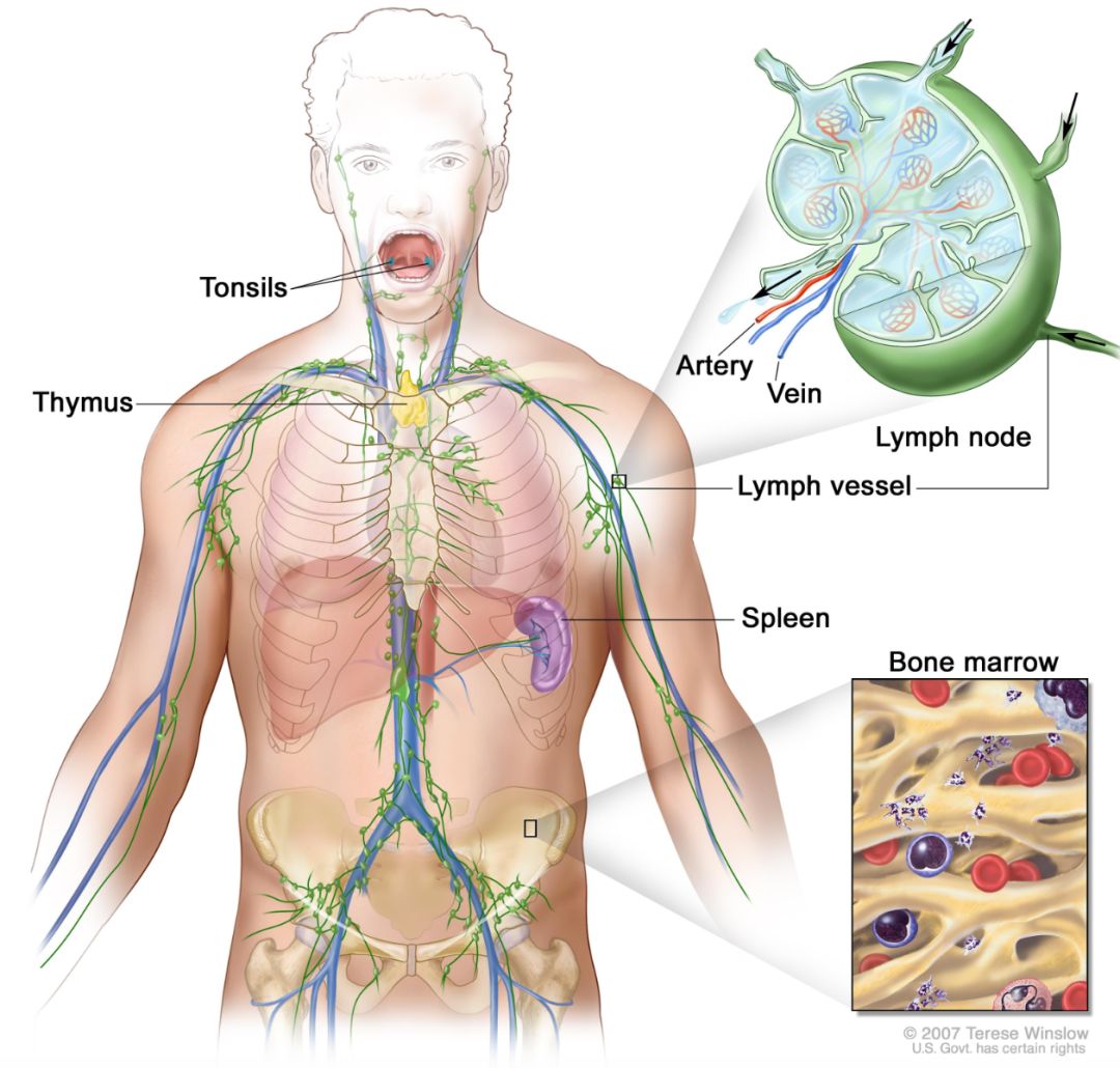 肿瘤君能康复吗,怎样让肿瘤君滚蛋
