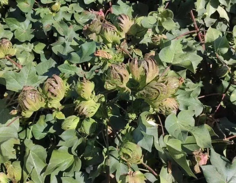 硫酸钾和氯化钾都是钾肥,有啥差别?用法大不同,一定分清