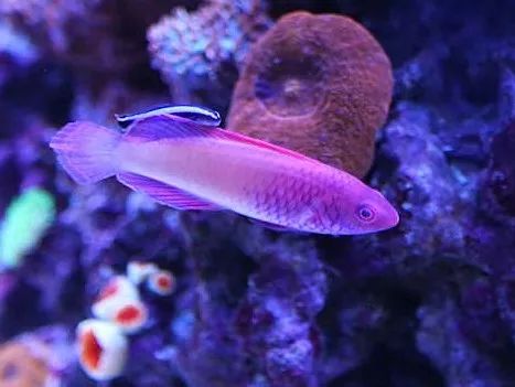 1.2米的缸需要多少沙,1.2米缸改造