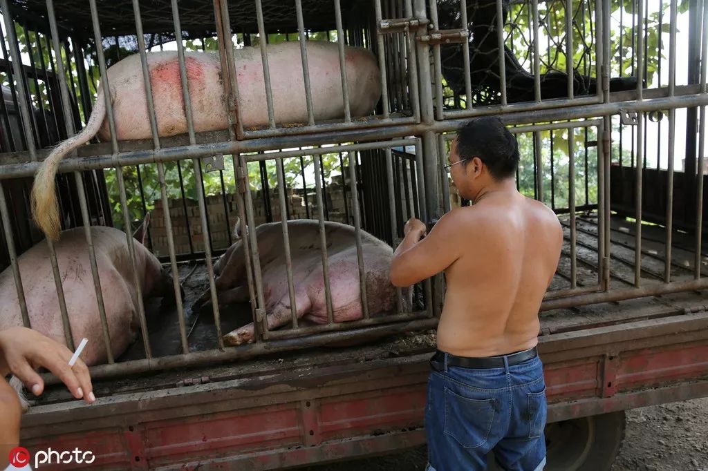 丁磊什么时候开始养猪,丁磊养的猪是什么品种