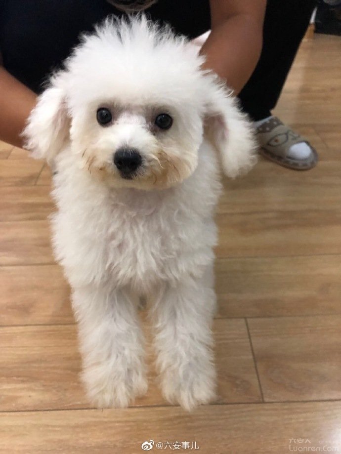 怎么看一家宠物店正不正规,怎么看宠物店有没有坑你