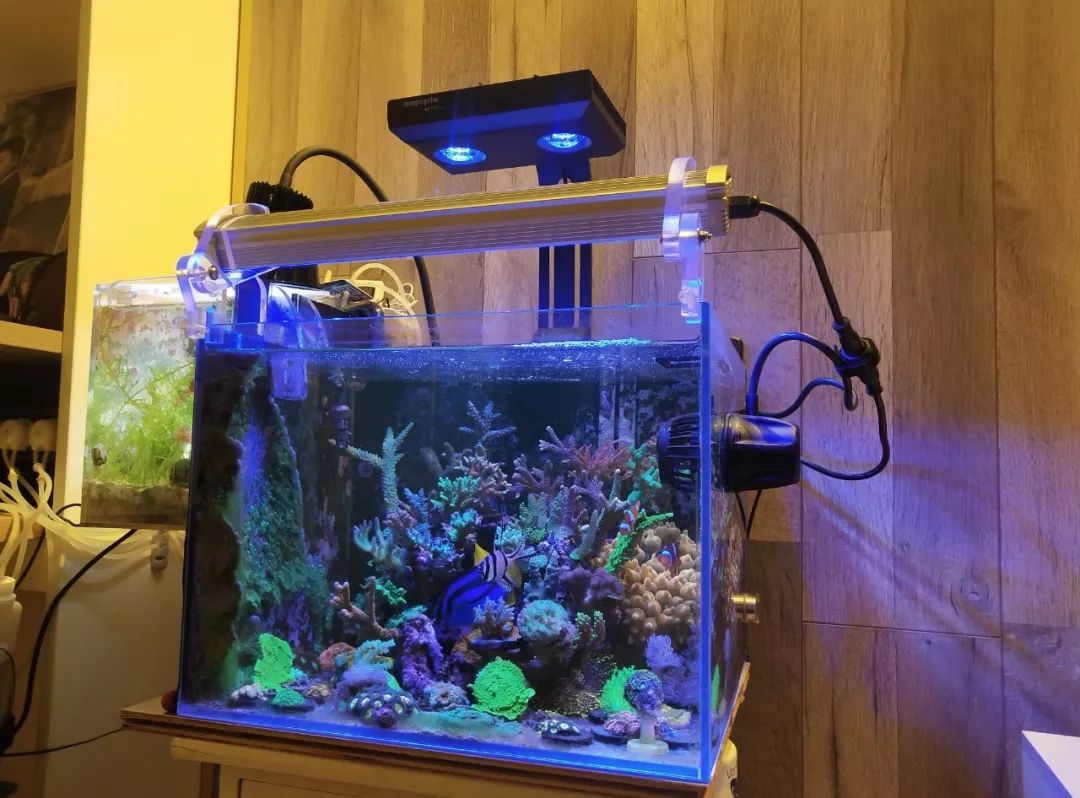 40小缸全套,40的方缸用多大的过滤桶