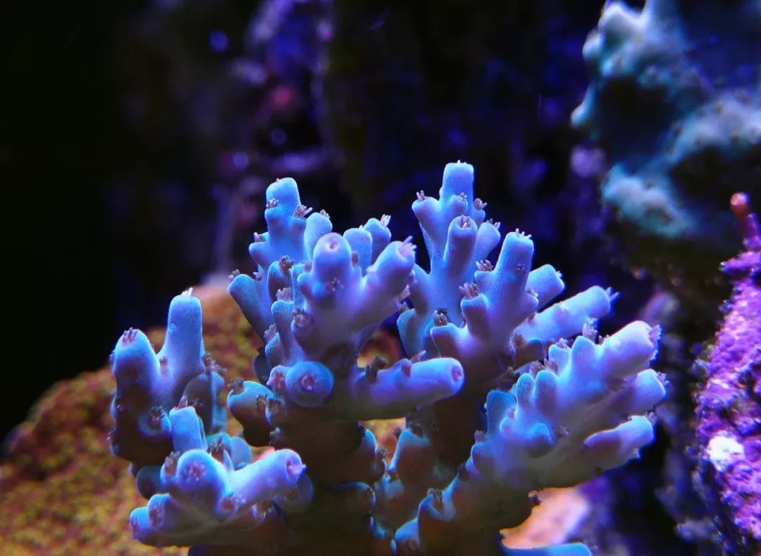 40小缸全套,40的方缸用多大的过滤桶