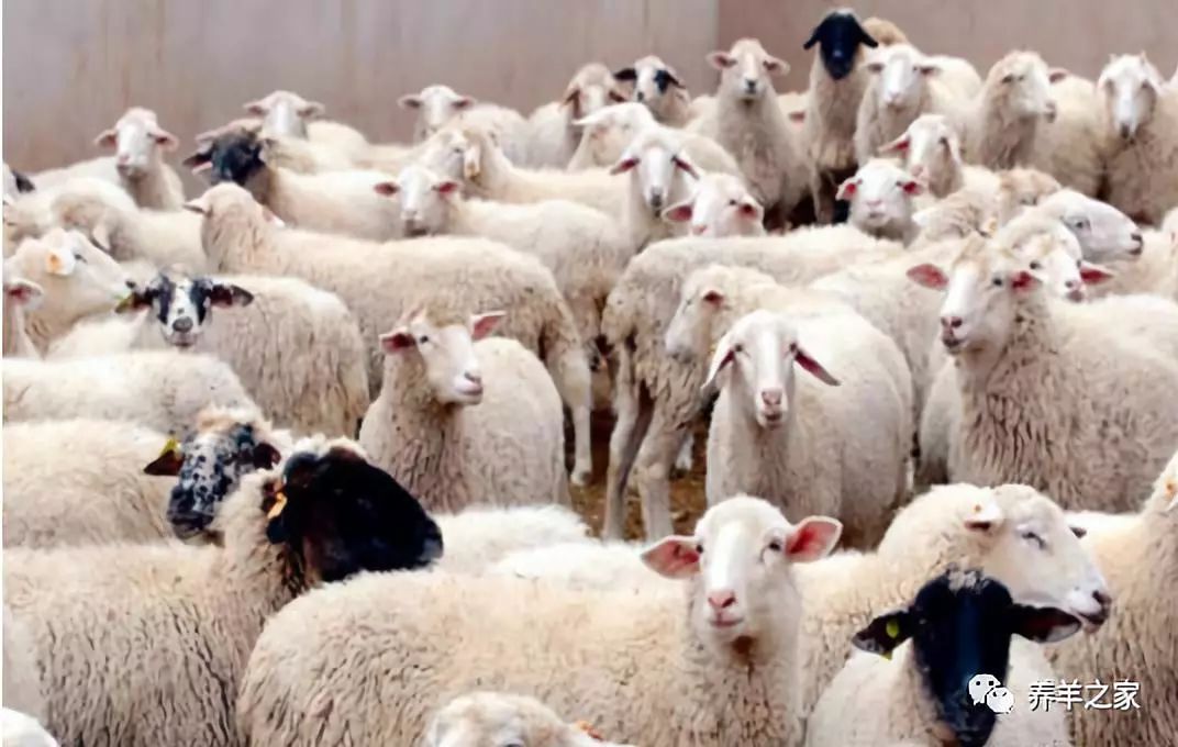 羊小反刍兽疫如何处理,小反刍兽疫防控知识手册