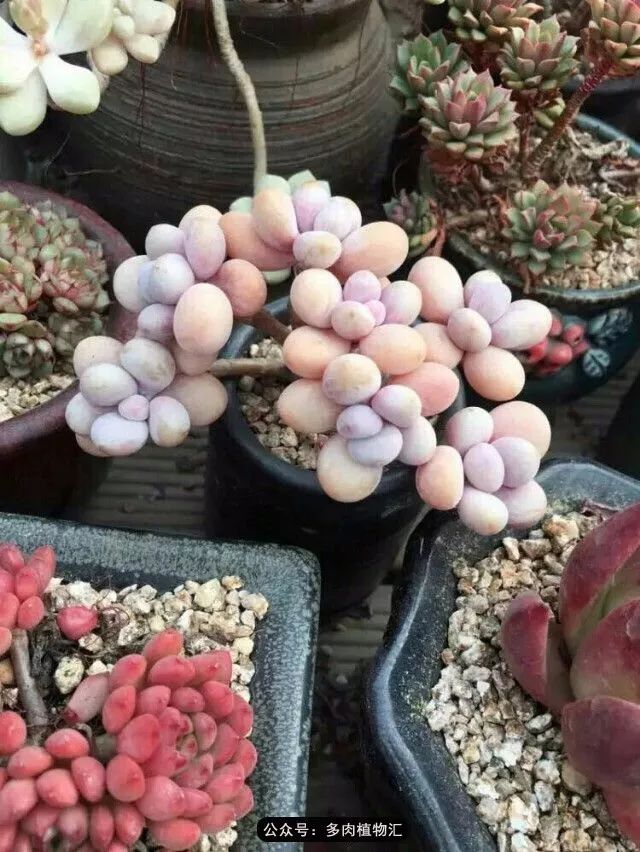 阳台如何让它变得很漂亮,怎么让阳台能种更多花