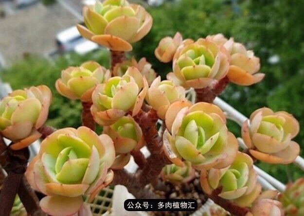 阳台如何让它变得很漂亮,怎么让阳台能种更多花