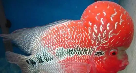 罗汉鱼白点病最有效的方法,鱼病车轮虫