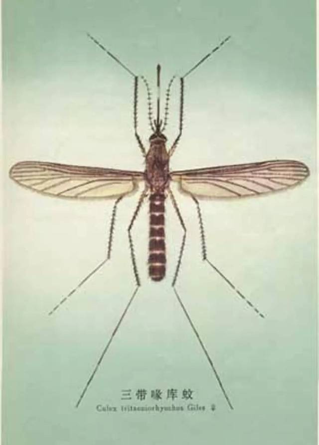 灭蚊最有效方法,这些灭蚊方法最有效你做对了几条