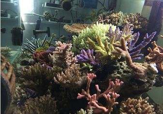 1.5米的大缸,1.5米大缸溪流造景