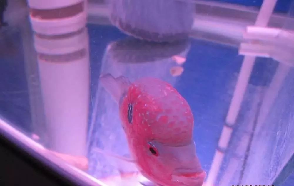 梭菌性肠炎的症状用什么药治疗,慢性肠炎怎么治疗好能彻底去根