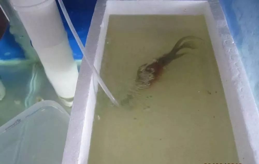 溃疡性肠炎有哪些症状如何治疗,猫胃肠炎的症状判断及治疗方法