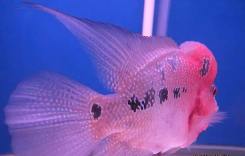 溃疡性肠炎有哪些症状如何治疗,猫胃肠炎的症状判断及治疗方法