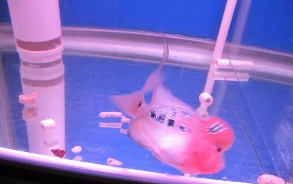 溃疡性肠炎有哪些症状如何治疗,猫胃肠炎的症状判断及治疗方法