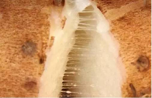 闪购|秋季滋补哪家强？当令食材之铁棍山药、板栗南瓜可以有