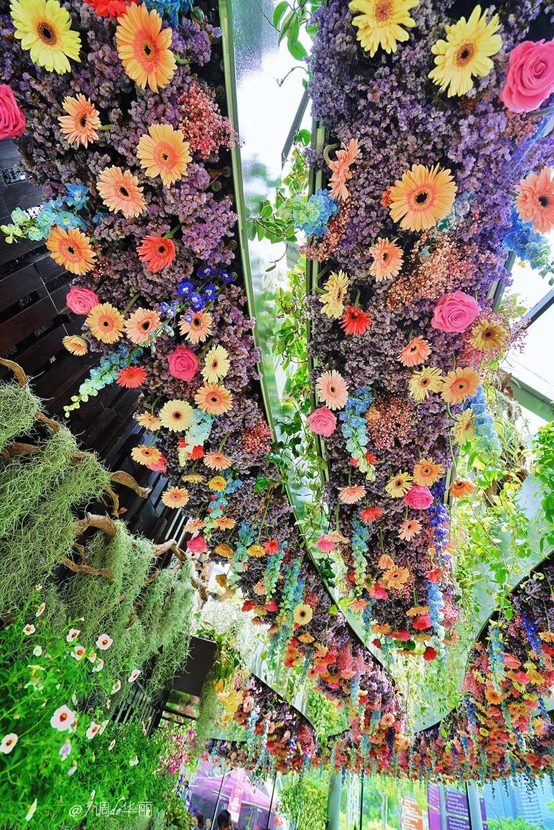 新加坡圣淘沙鱼尾狮为什么拆除,新加坡鱼尾狮为什么修二个月