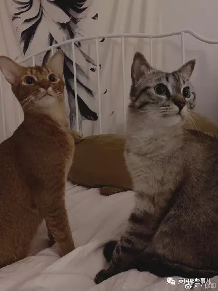 灏忛噾姣涜鍏诲涔呮墠鍙互鍙樻垚澶х嫍,閲戞瘺灏忔椂鍊欓兘鏄偦瀛愬悧