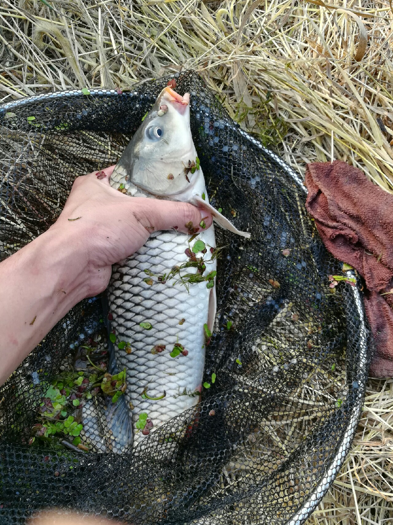 七星连珠天象现身预示什么,七星连珠将现身这有什么意义
