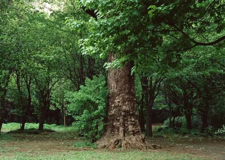 板材十大品牌教你装修板材怎么选,如何从环保角度选择家装板材