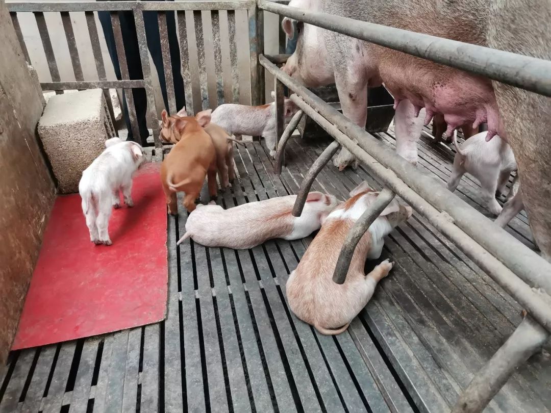 爱国情奋斗者,爱国情奋斗者人物事迹