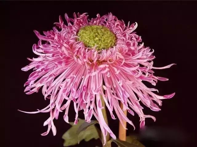 80种最美菊花高清图片,最具欣赏价值的菊花