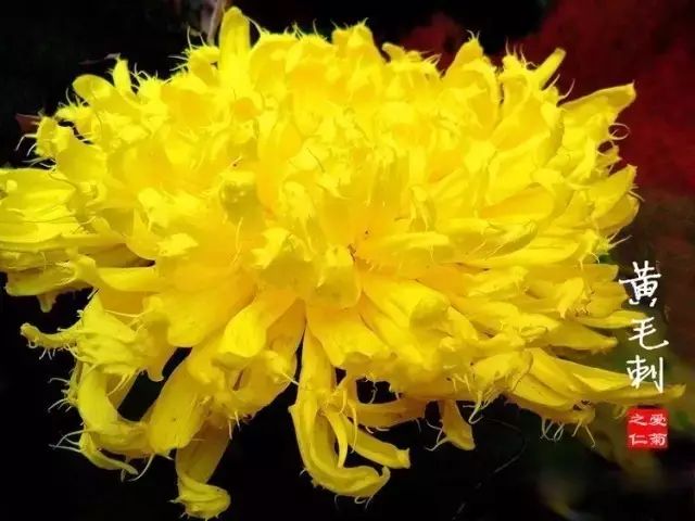 80种最美菊花高清图片,最具欣赏价值的菊花