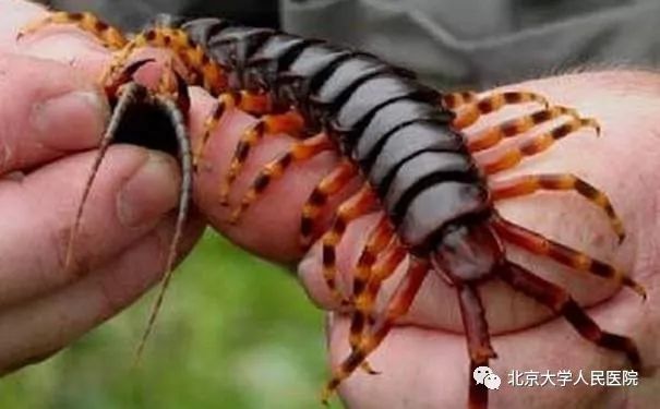 哪些动物咬伤需要预防狂犬病,狂犬病与宠物咬伤的预防与应对